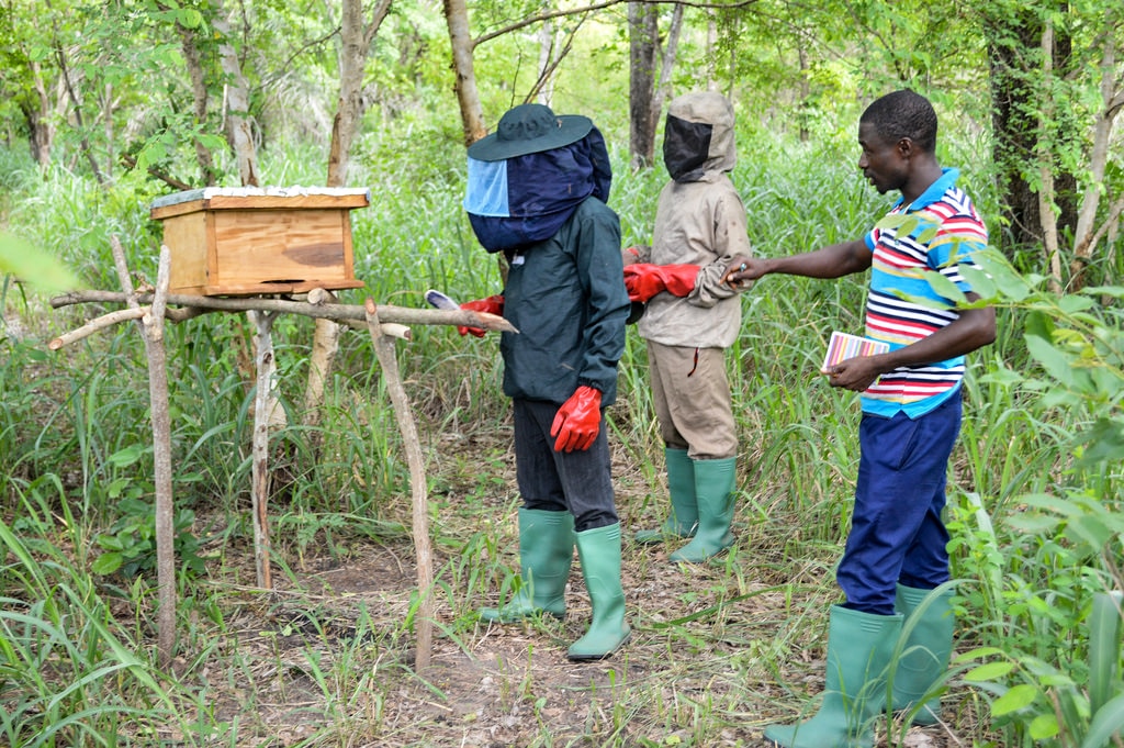 Imkerei in Togo Nachhaltigkeit Imker Bienenstöcke Afrika
